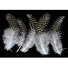 plumes de pintades petits pois