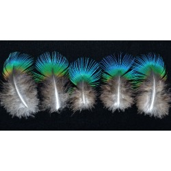 plumes de cou de paon bleu