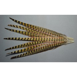 plume de queue de faisans de colchide