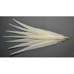 plume de queue de faisans de colchide