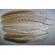 plume d'aile de faisans de colchide