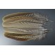plume d'aile de faisans de colchide