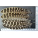 plume d'aile de poule faisane de colchide