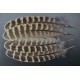 plume d'aile de poule faisane de colchide