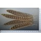plume de queue de poule faisane de colchide