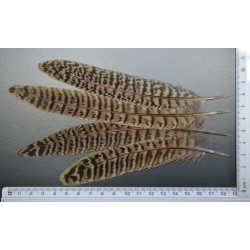 plume de queue de poule faisane de colchide