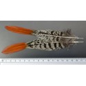 plume de queue de faisan lady amherst pointe orange 15-20 cm