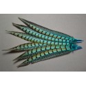 1 plume de queue de faisan lady amherst teintée turquoise 23-28 cm