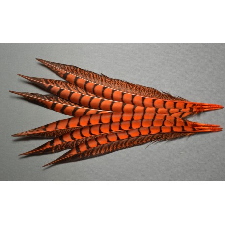1 plume de queue de faisan lady amherst teintée orange  23-28 cm