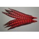 1 plume de queue de faisan lady amherst teintée rouge  23-28 cm