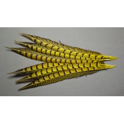 1 plume de queue de faisan lady amherst teintée jaune  23-28 cm