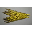 1 plume de queue de faisan lady amherst teintée jaune  23-28 cm