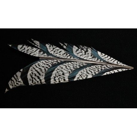 tronçon de plume de queue de faisan lady amherst  naturel 10 cm