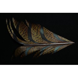 tronçon de plume de queue de faisan lady amherst teinté olive 10 cm