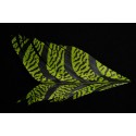 tronçon de plume de queue de faisan lady amherst teinté vert kelly 10 cm