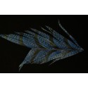 tronçon de plume de queue de faisan lady amherst teinté bleu gris 10 cm