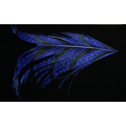 tronçon de plume de queue de faisan lady amherst teinté bleu brillant10 cm