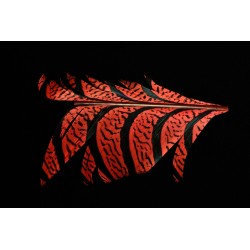 tronçon de plume de queue de faisan lady amherst teinté orange saumon 10 cm