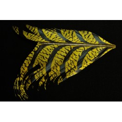 tronçon de plume de queue de faisan lady amherst teinté jaune 10 cm