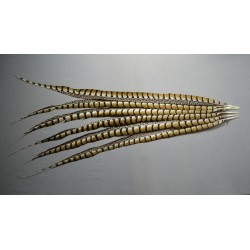 plume de queue de faisan lady amherst nat beige 80-90 cm