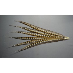 plume de queue de faisan lady amherst nat beige 50-60 cm