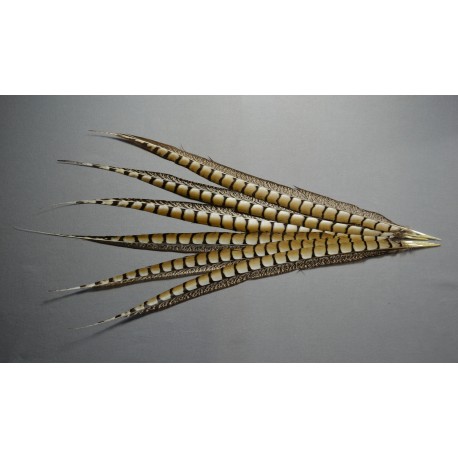 plume de queue de faisan lady amherst nat beige 50-60 cm