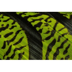 plume de queue de faisan lady amherst teintées vert kelly 70-80 cm