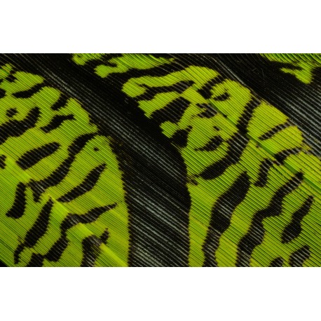 plume de queue de faisan lady amherst teintées vert kelly 70-80 cm