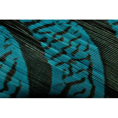 plume de queue de faisan lady amherst teintées turquoise 70-80 cm
