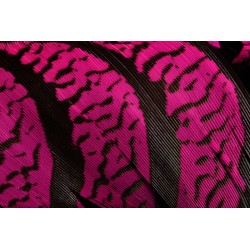 plume de queue de faisan lady amherst teintées fuchsia 70-80 cm