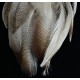 épaule de canard colvert bronze 7-12