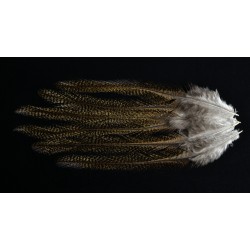 plume de coq de léon pardo