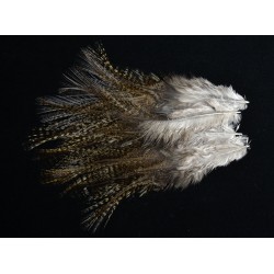 plume de coq de léon pardo