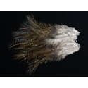 12 plumes de selle de coq de léon dark pardo