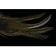 4 plumes de selle de coq de léon medium pardo