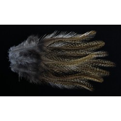 8 plumes de selle de coq de léon medium pardo