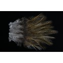 12 plumes de selle de coq de léon medium pardo