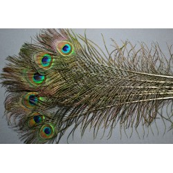 plumes d'oeuil de queue de paon bleu