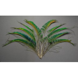 plumes de sabre de queue de paon bleu