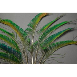 plumes de sabre de queue de paon bleu 55-60cm