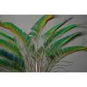 plumes de sabre de queue de paon bleu 55-60cm