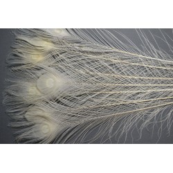 plumes d'oeuil de queue de paon bleu decolorées 80cm