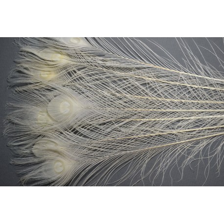 plumes d'oeuil de queue de paon bleu decolorées 80cm