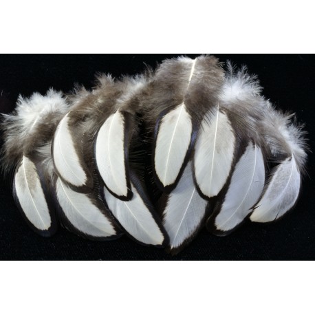 plumes de poule sébright argentées 5-8 cm