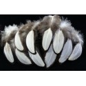 plumes de poule sébright argentées 5-8 cm