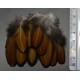 plumes de poule sébright doées 5-8 cm