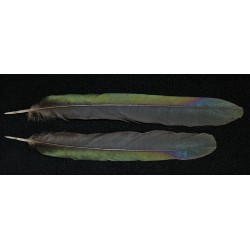 plumes de queue de pie 20-25 cm