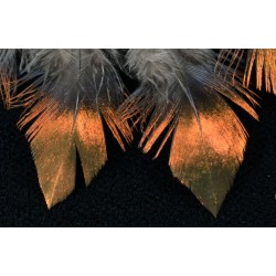 6 plumes de cou de lophophore resplendissant