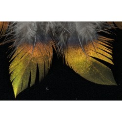 6 plumes de dos de lophophore resplendissant