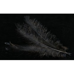 plume d'aile de nandou teintées noir 35-45 cm